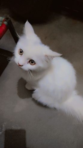 Persian cat mate fir sale urgent mobile number 03177667388 by Saith Saad