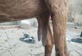Goat for sale by Adnan Qasim