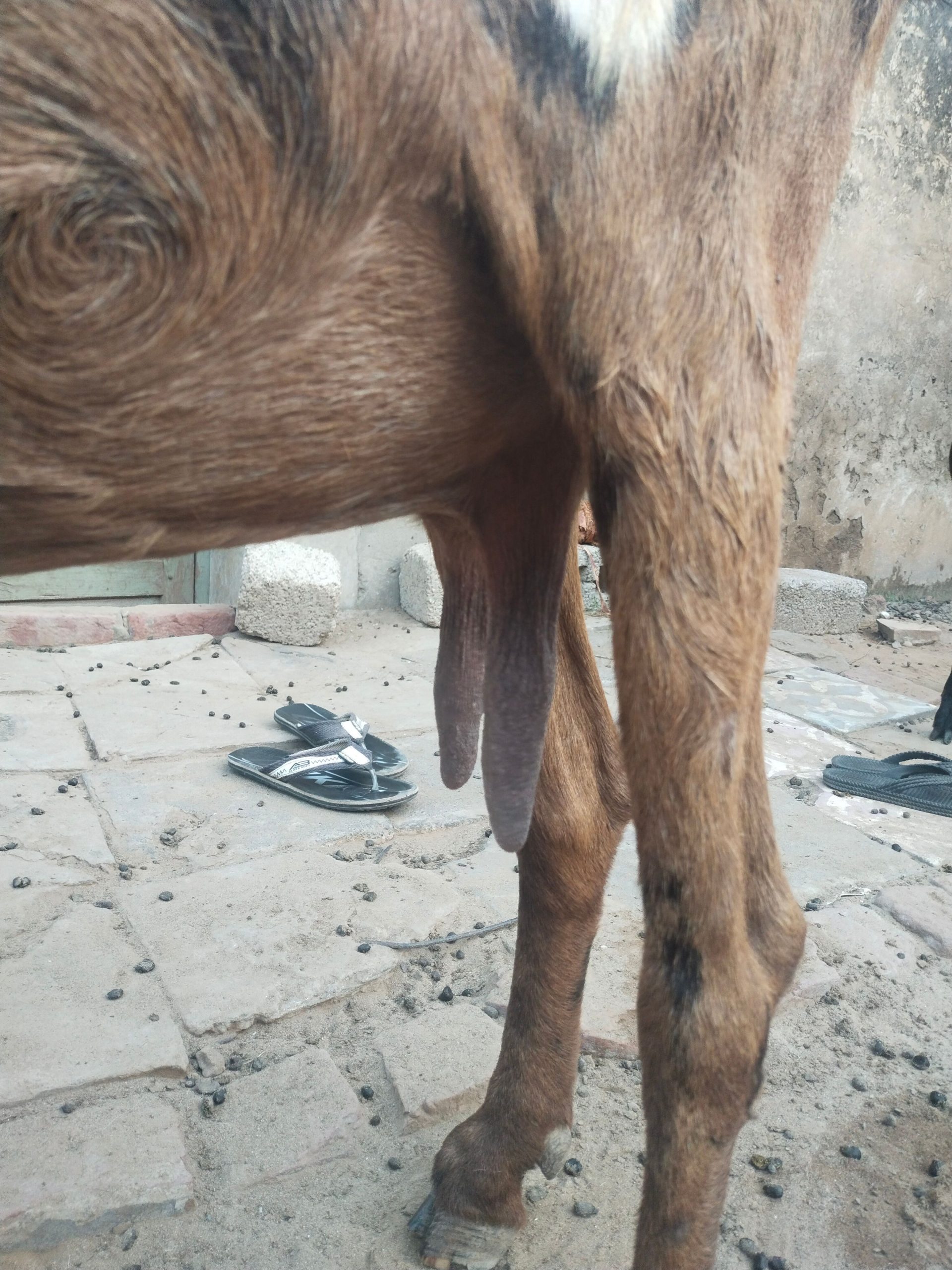 Goat for sale by Adnan Qasim