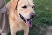 Labrador male by Muhammad Asim