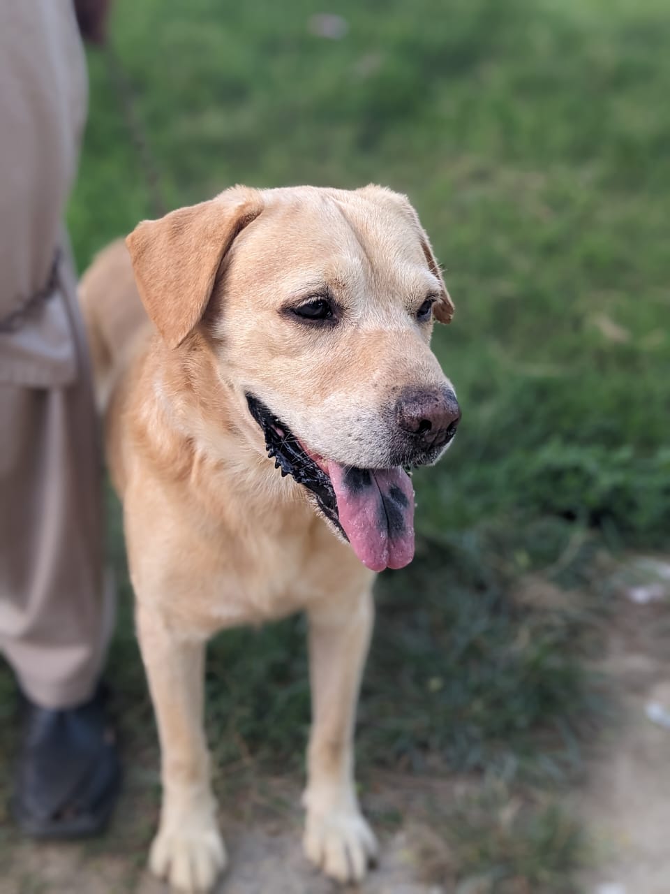 Labrador male by Muhammad Asim