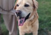 Labrador male by Muhammad Asim