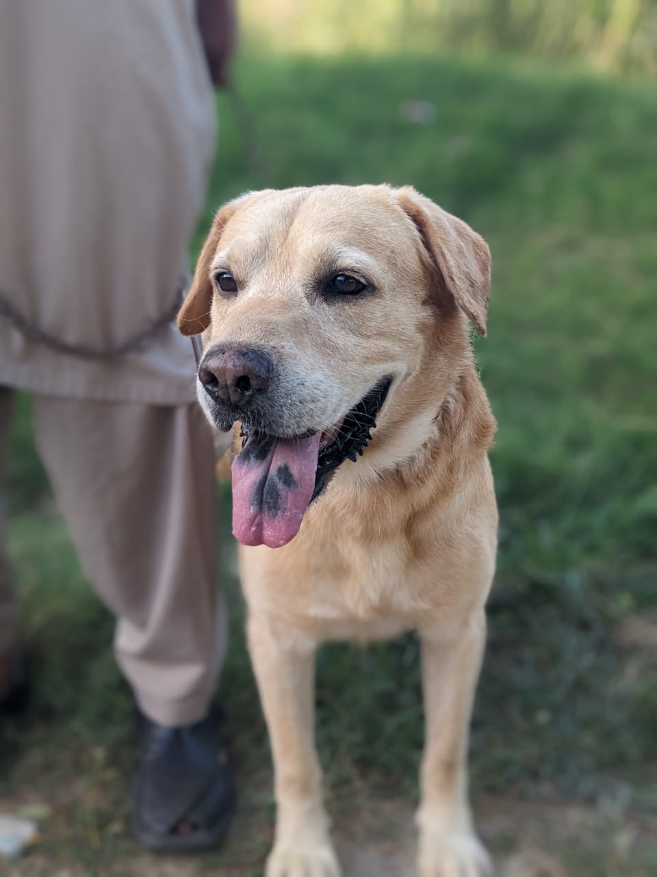 Labrador male by Muhammad Asim