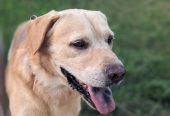 Labrador male by Muhammad Asim