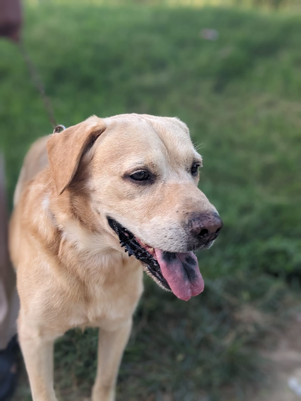 Labrador male by Muhammad Asim