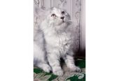 Semi punch triple coat kittens by Usama Khalid