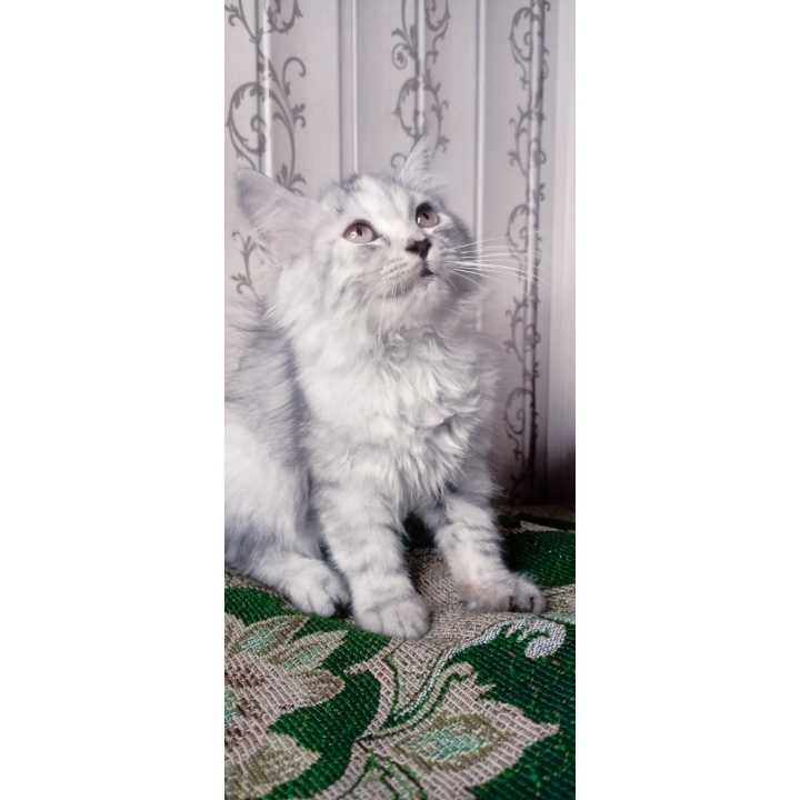 Semi punch triple coat kittens by Usama Khalid