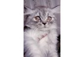Semi punch triple coat kittens by Usama Khalid