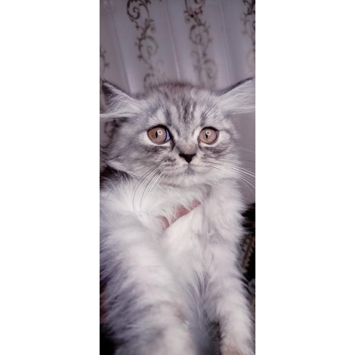 Semi punch triple coat kittens by Usama Khalid