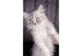 Semi punch triple coat kittens by Usama Khalid
