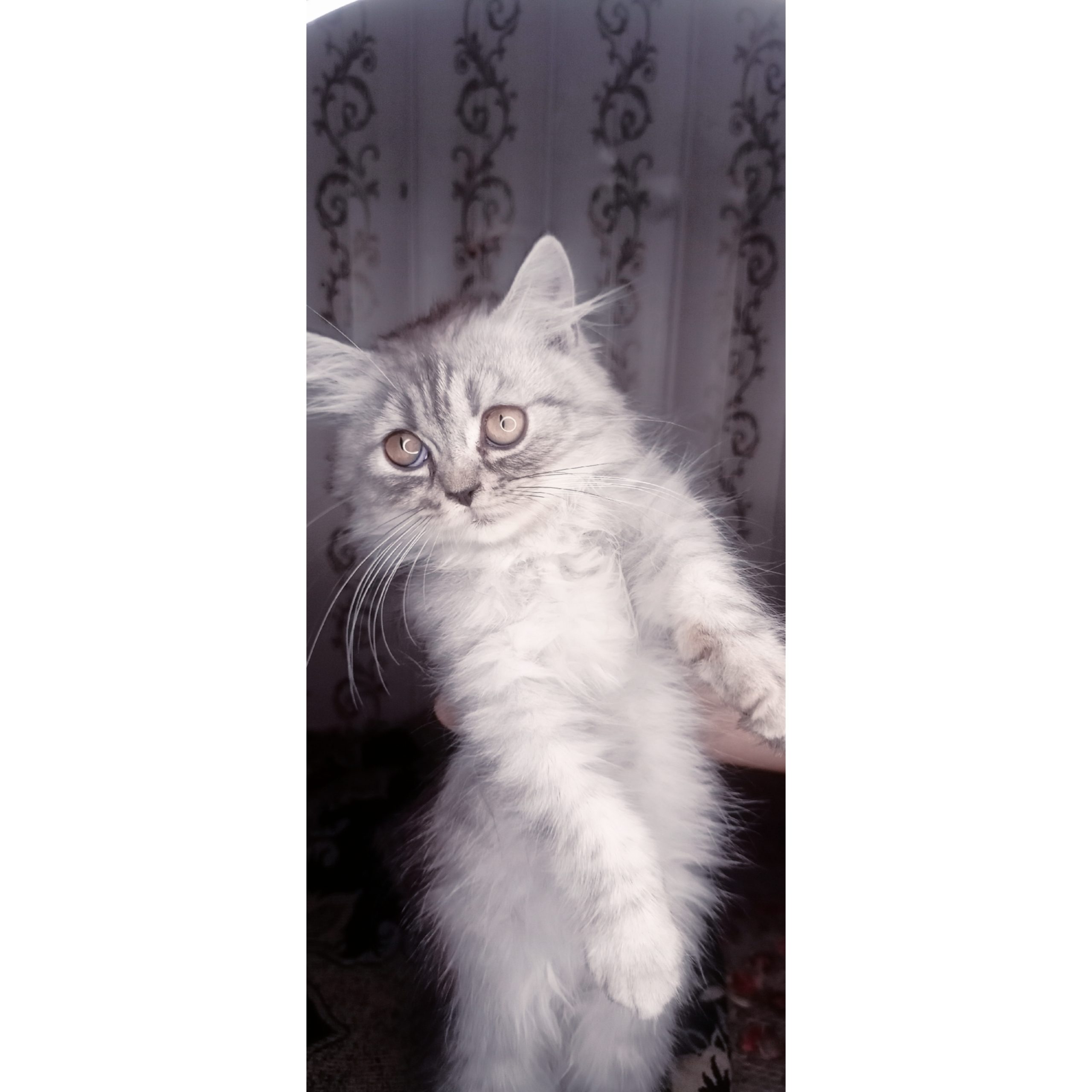 Semi punch triple coat kittens by Usama Khalid