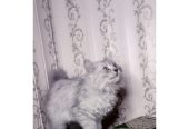 Semi punch triple coat kittens by Usama Khalid