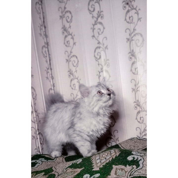 Semi punch triple coat kittens by Usama Khalid