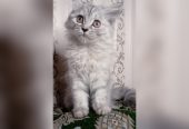 Semi punch triple coat kittens by Usama Khalid