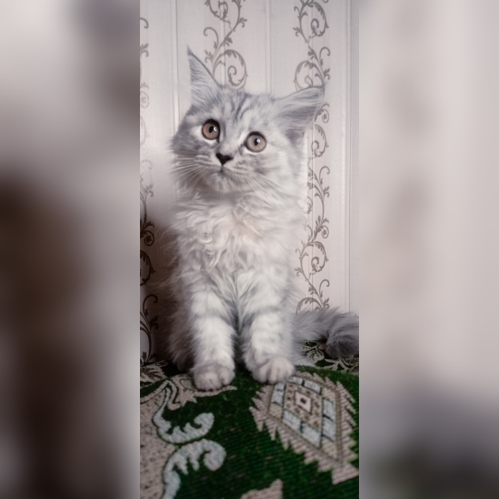 Semi punch triple coat kittens by Usama Khalid