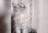 Semi punch triple coat kittens by Usama Khalid