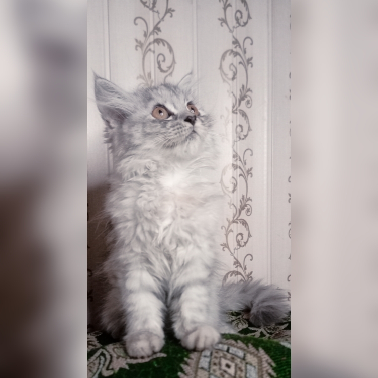 Semi punch triple coat kittens by Usama Khalid