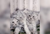 Semi punch triple coat kittens by Usama Khalid