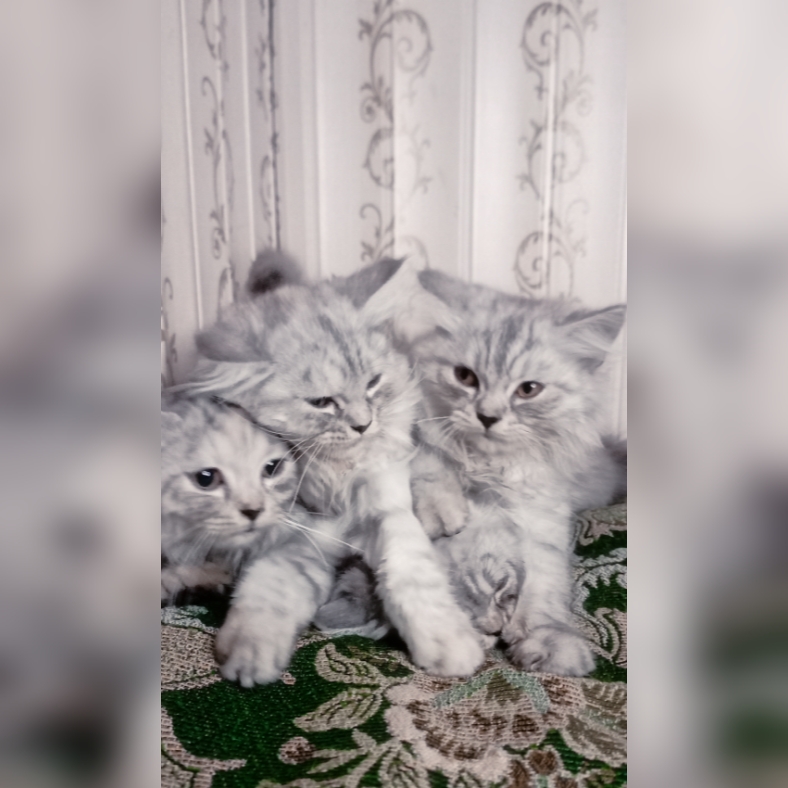 Semi punch triple coat kittens by Usama Khalid