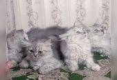 Semi punch triple coat kittens by Usama Khalid