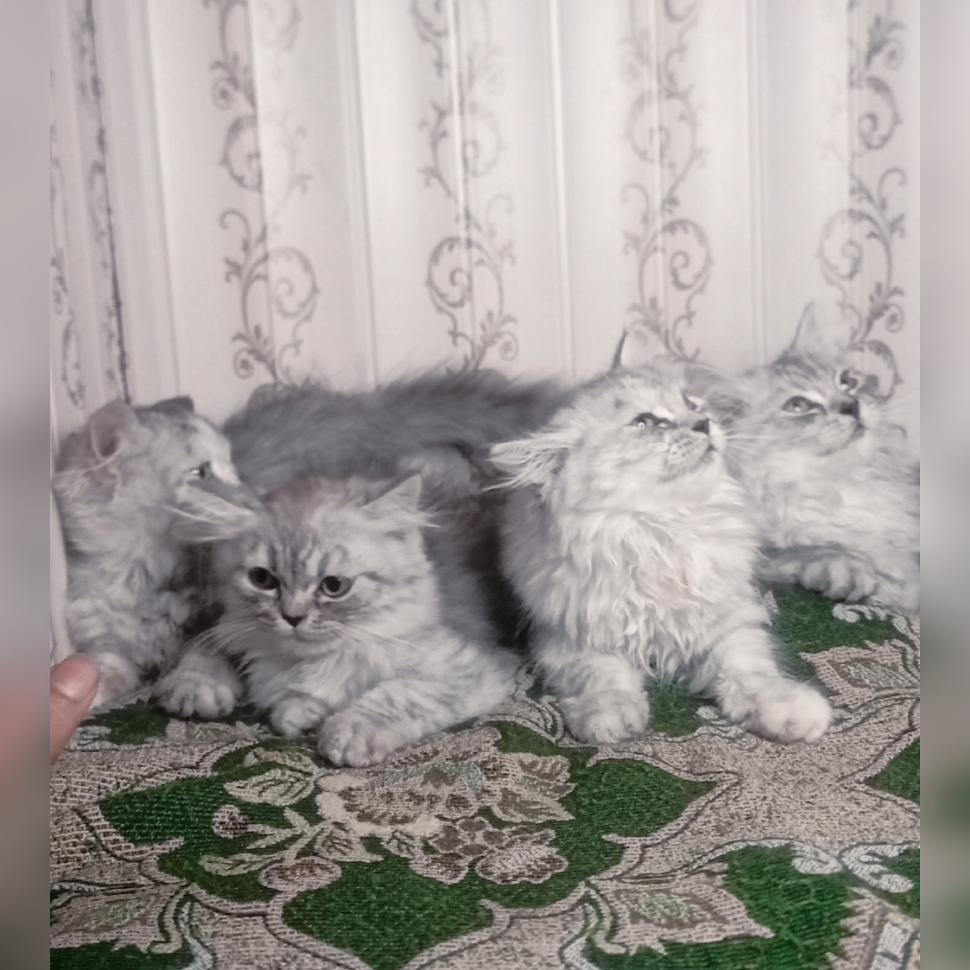 Semi punch triple coat kittens by Usama Khalid