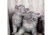 Semi punch triple coat kittens by Usama Khalid