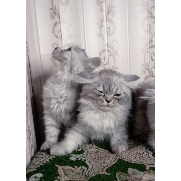 Semi punch triple coat kittens by Usama Khalid