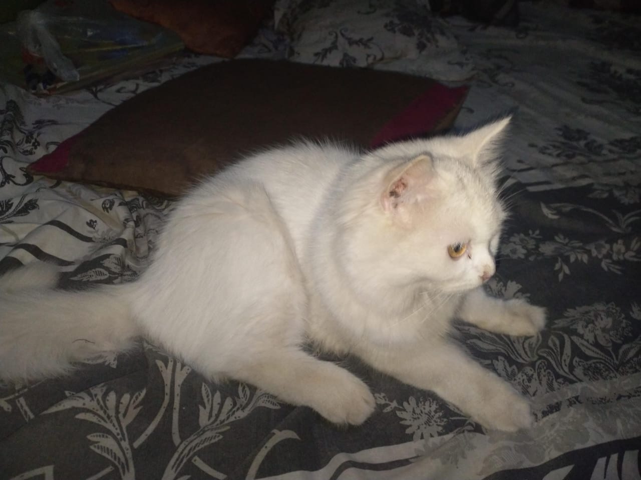 Parisian Cat for Sales by Muhammad Rizwan