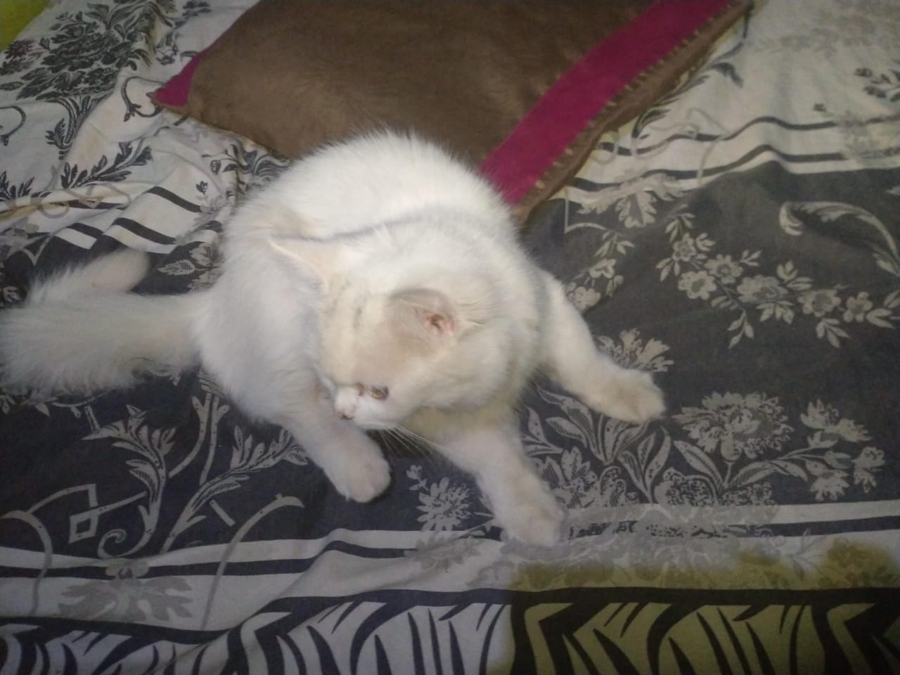 Parisian Cat for Sales by Muhammad Rizwan