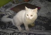 Parisian Cat for Sales by Muhammad Rizwan
