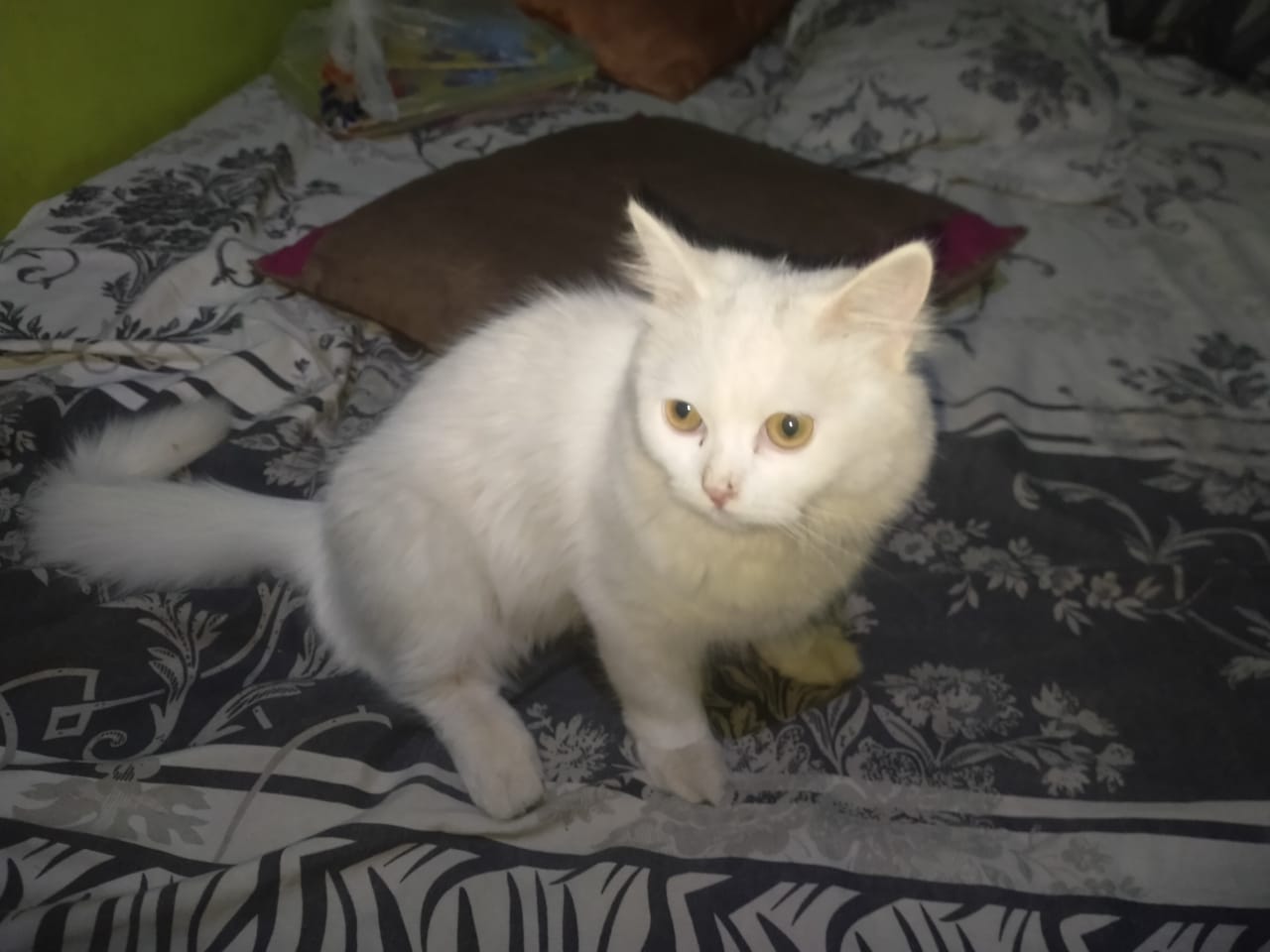 Parisian Cat for Sales by Muhammad Rizwan