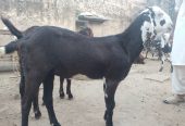 Goat for sale by Adnan Qasim