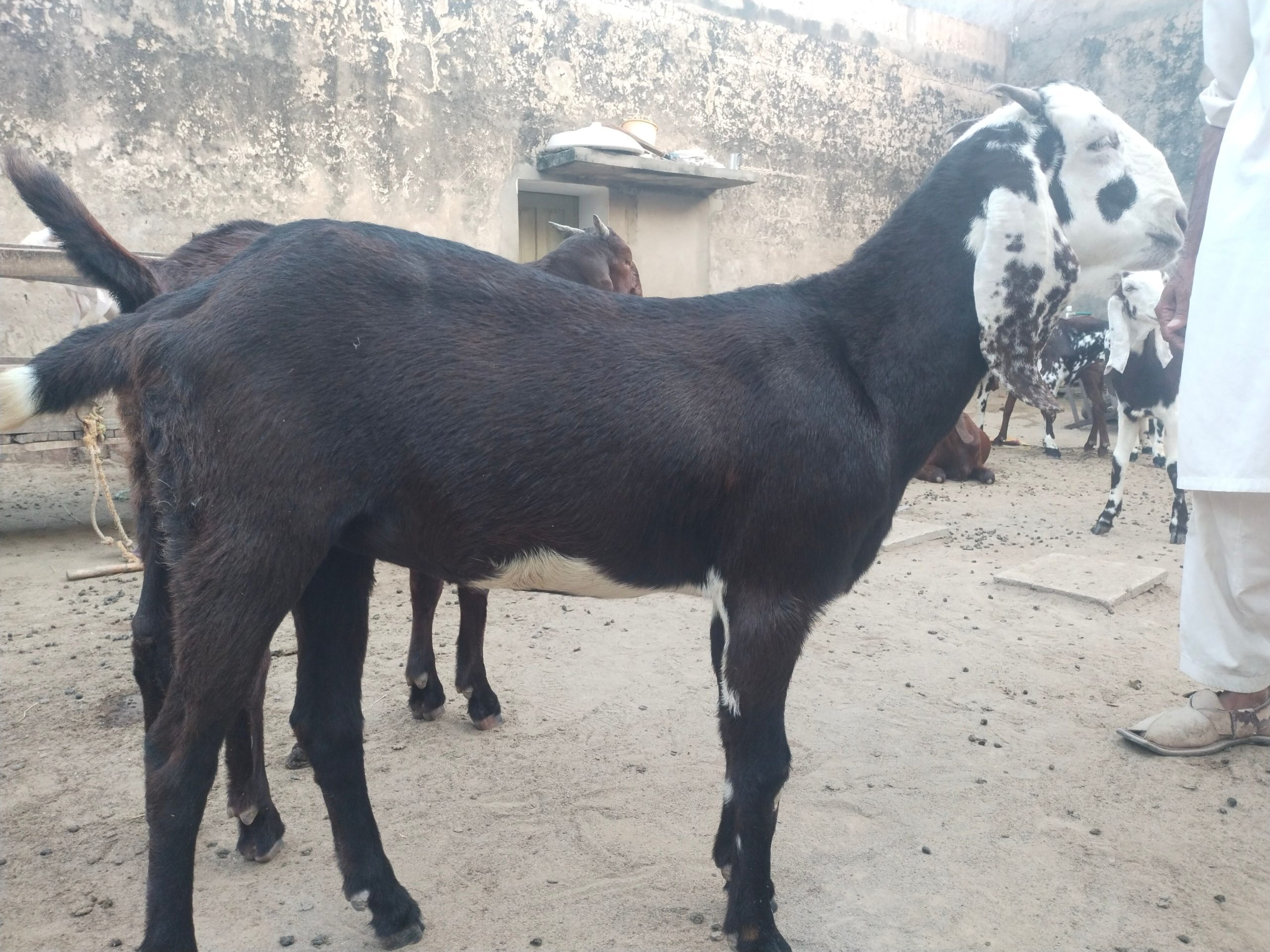 Goat for sale by Adnan Qasim