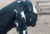 Goat for sale by Adnan Qasim