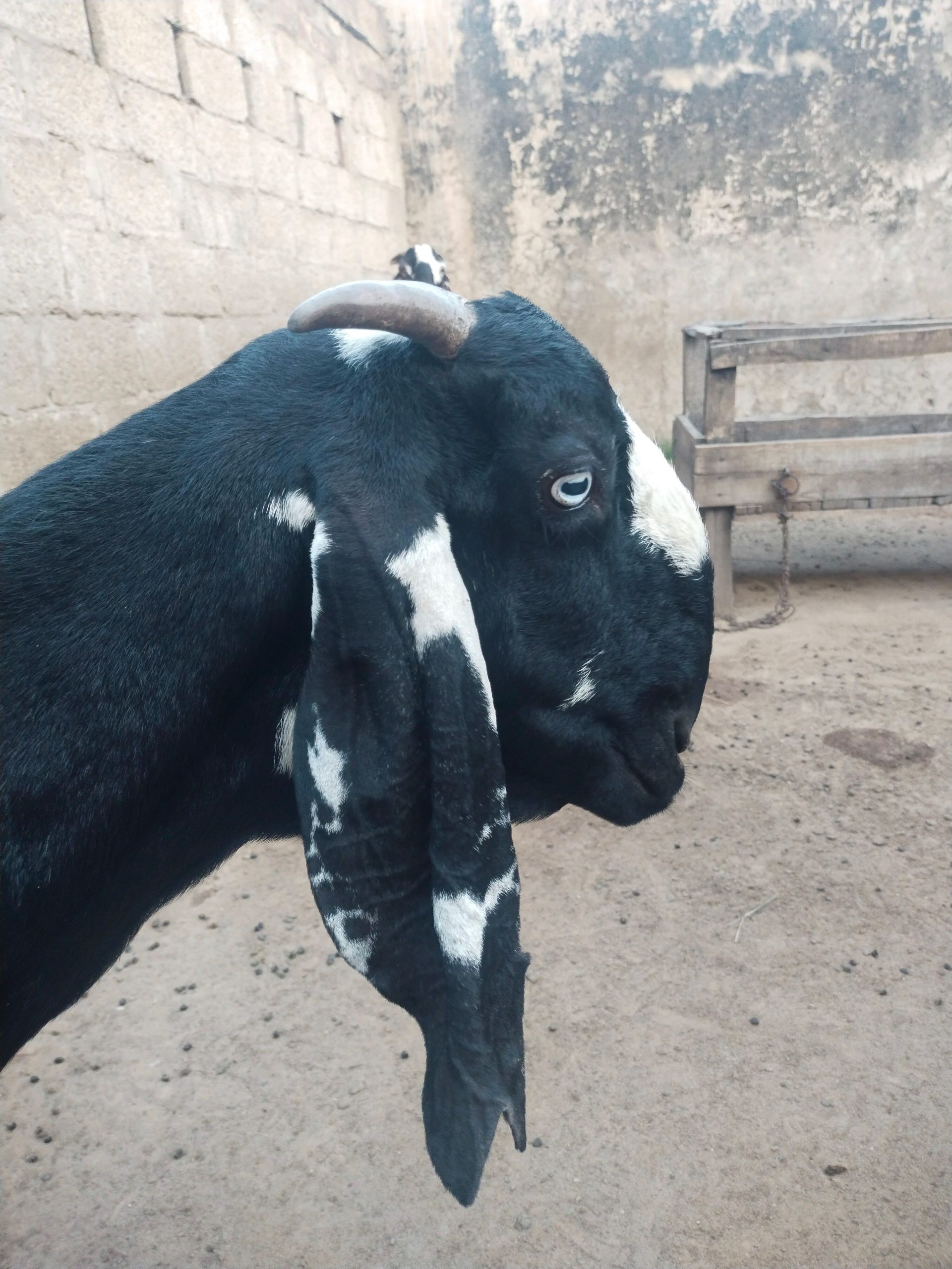 Goat for sale by Adnan Qasim