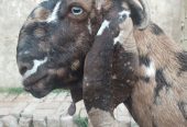 Goat for sale by Adnan Qasim