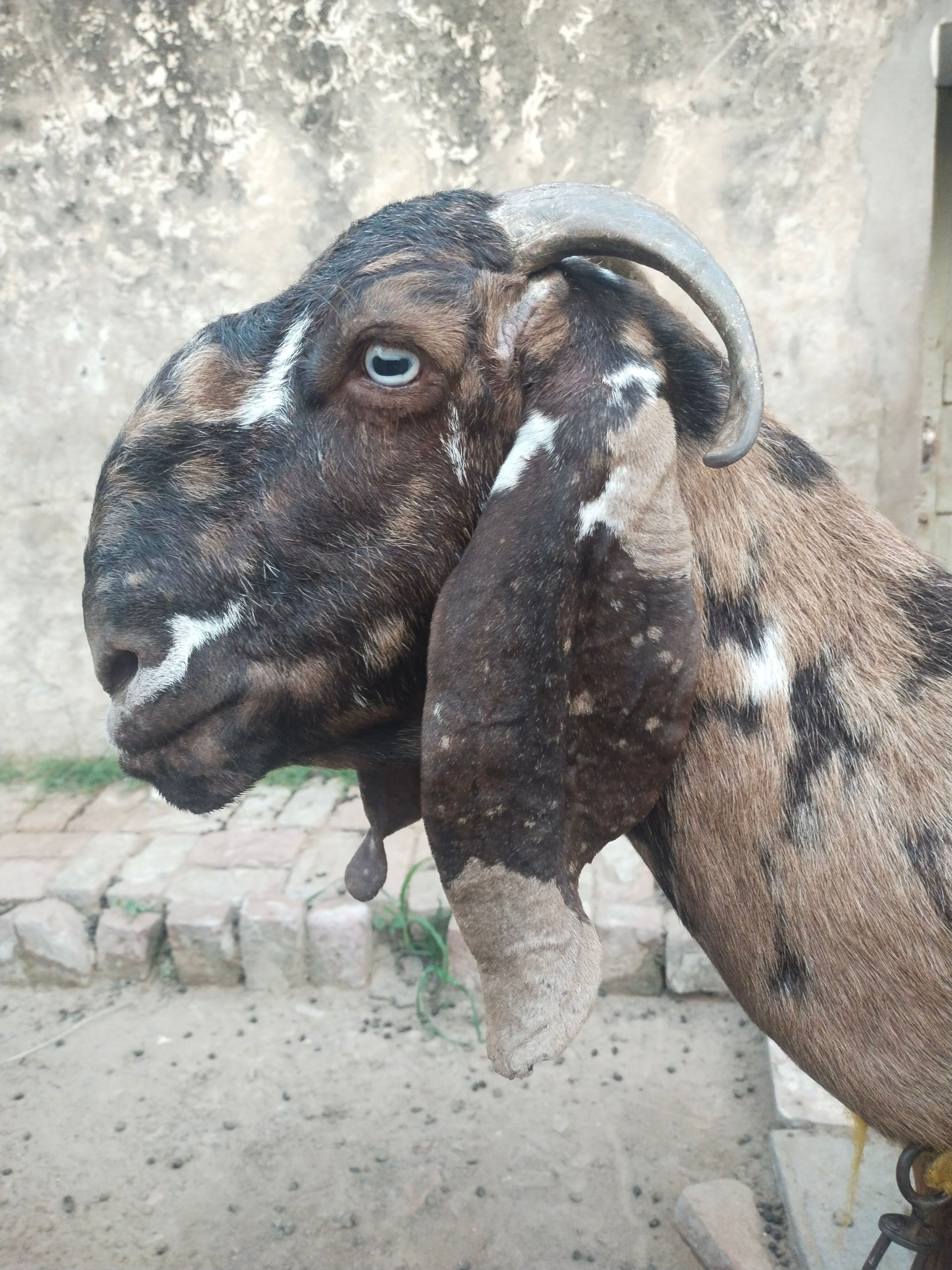 Goat for sale by Adnan Qasim