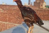 miya wali our shamo cross aseel murga murga bhot achi blood line ka ha by Muzammil Butt