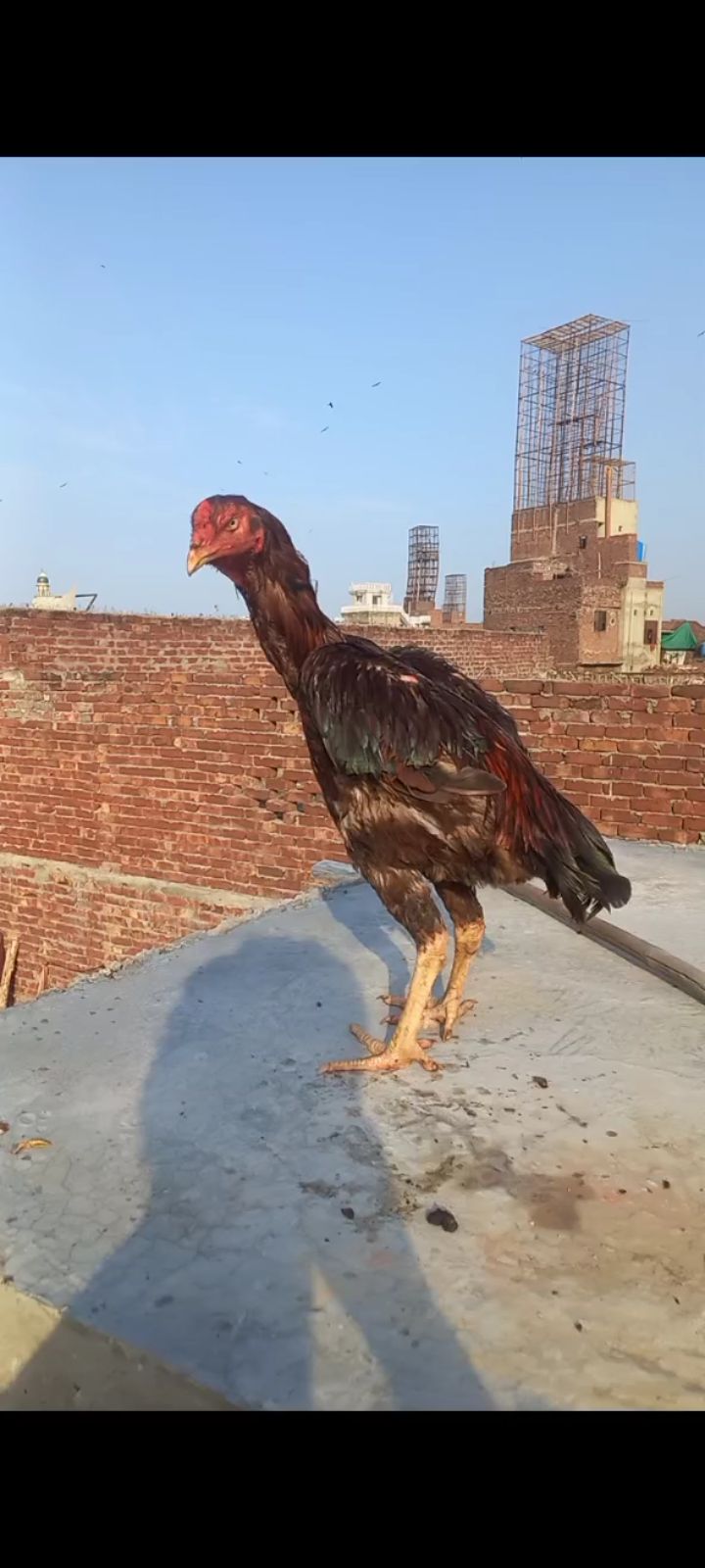 miya wali our shamo cross aseel murga murga bhot achi blood line ka ha by Muzammil Butt