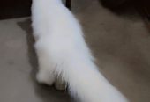 Persian cat mate fir sale urgent mobile number 03177667388 by Saith Saad