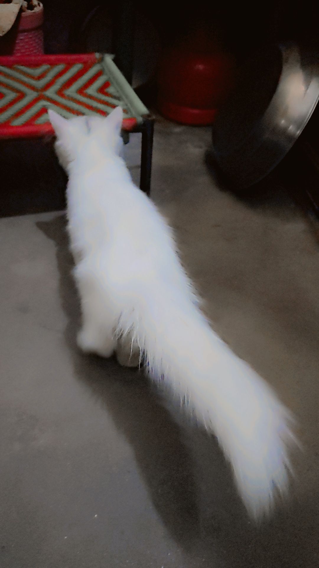 Persian cat mate fir sale urgent mobile number 03177667388 by Saith Saad