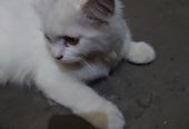 Persian cat mate fir sale urgent mobile number 03177667388 by Saith Saad