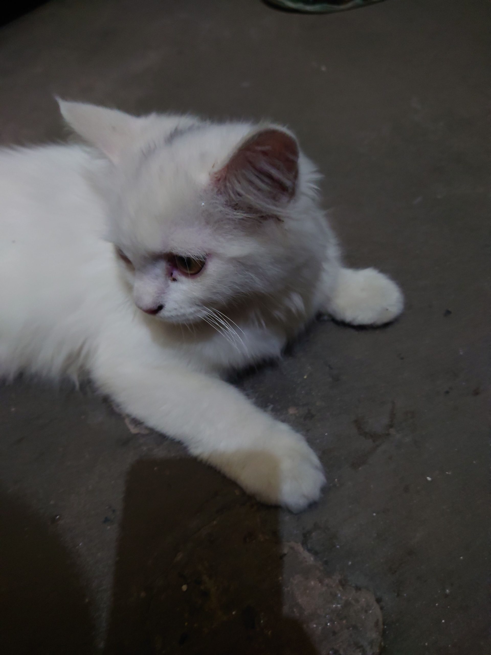 Persian cat mate fir sale urgent mobile number 03177667388 by Saith Saad