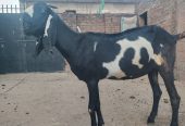 Goat for sale by Adnan Qasim