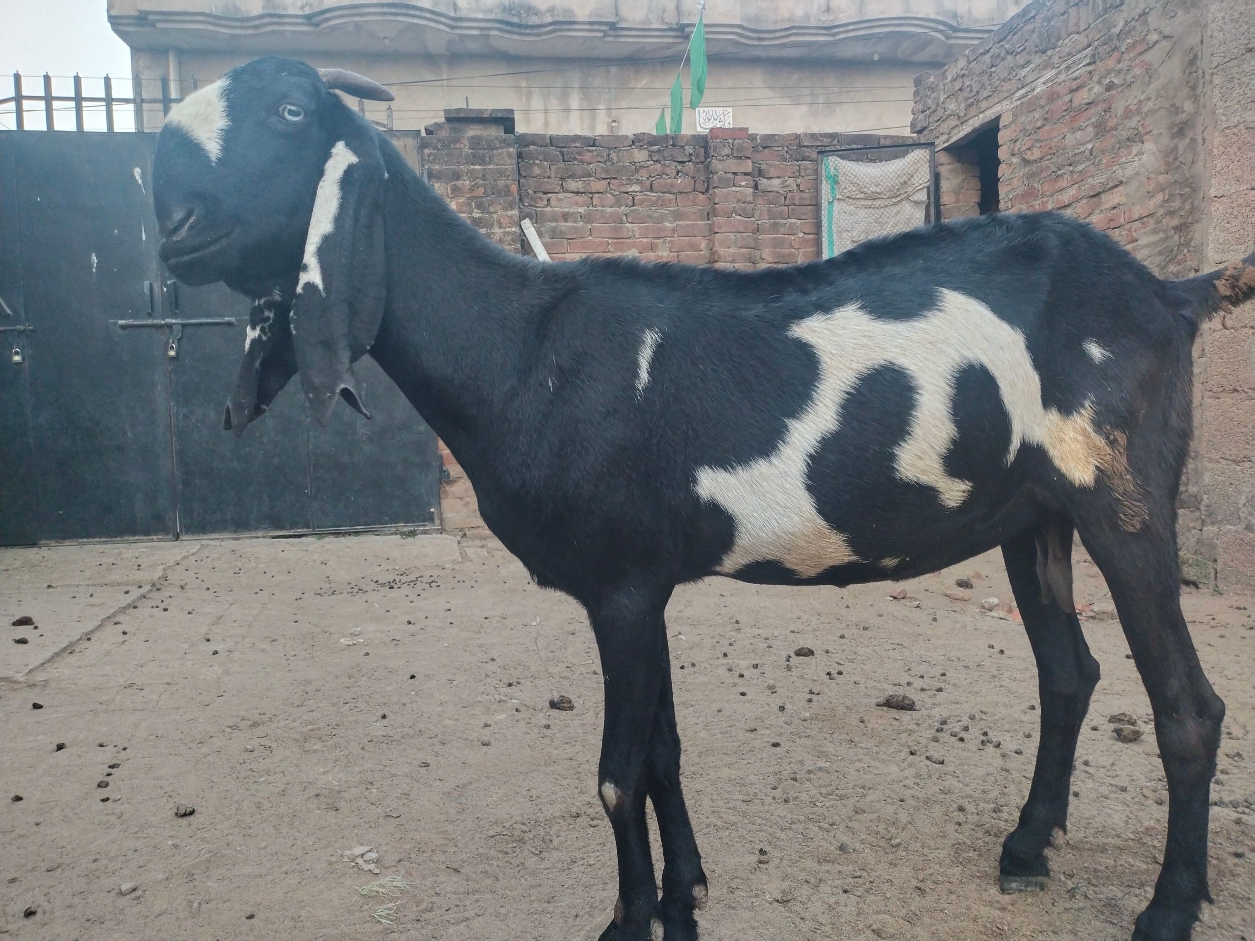 Goat for sale by Adnan Qasim