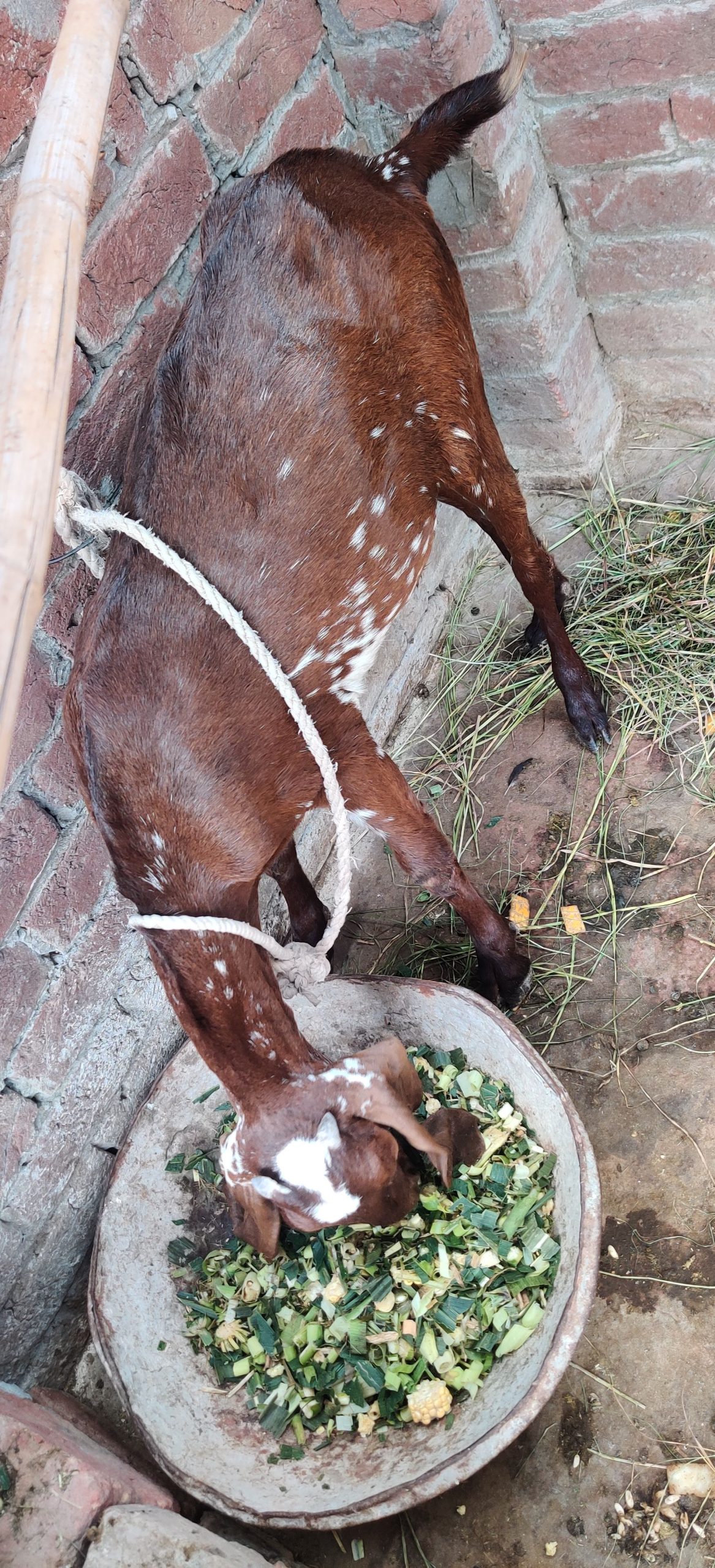 Dasi nagri path by Awais Ali