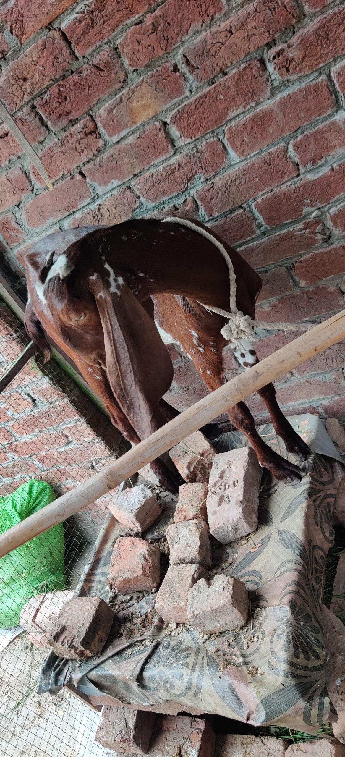 Dasi nagri path by Awais Ali