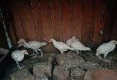 Hera aseel chicks by Shahzaib Ashfaq