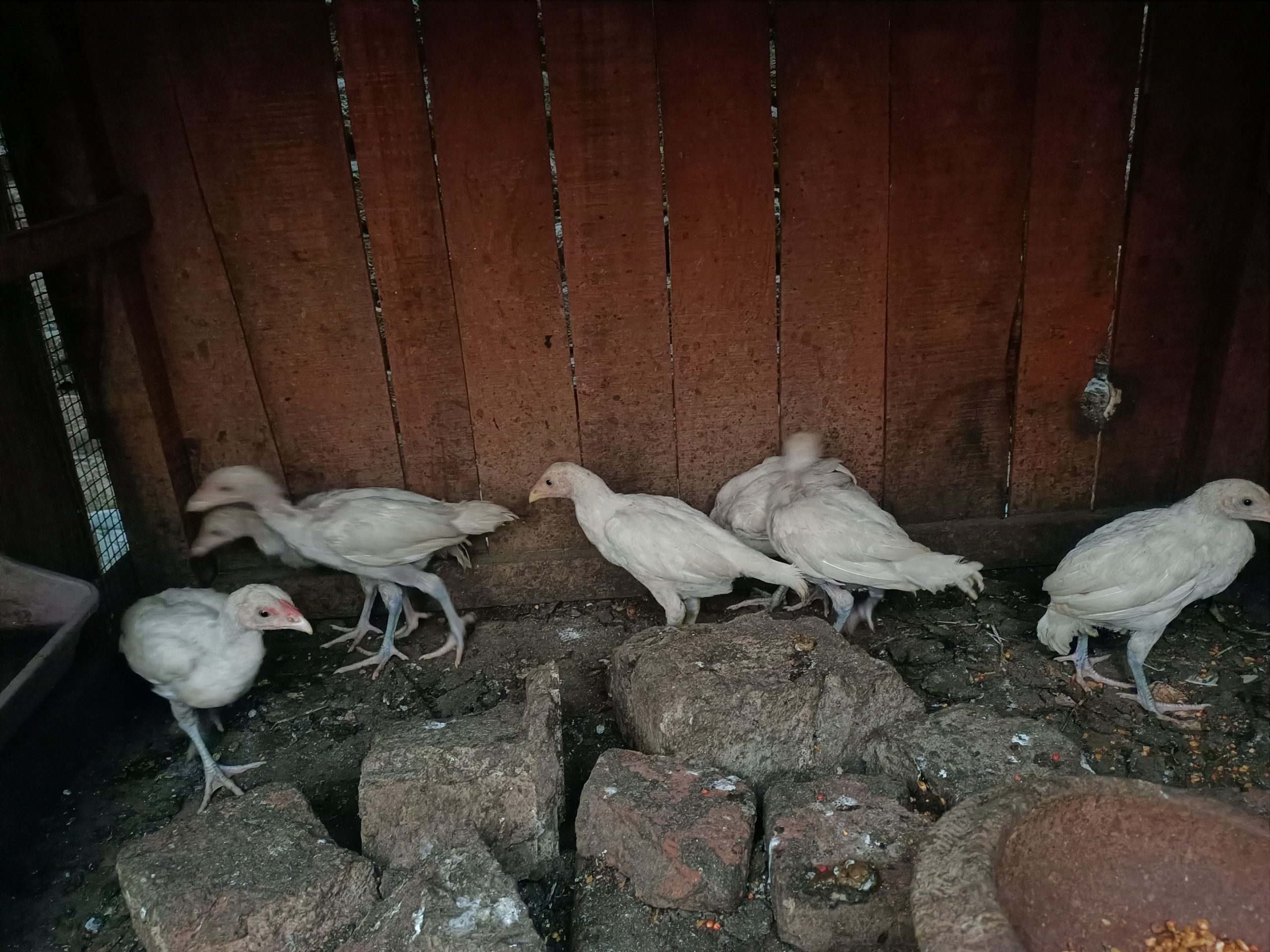 Hera aseel chicks by Shahzaib Ashfaq