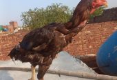 miya wali our shamo cross aseel murga murga bhot achi blood line ka ha by Muzammil Butt